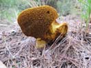 Spanish Toadstool