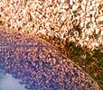 Dry Leaves